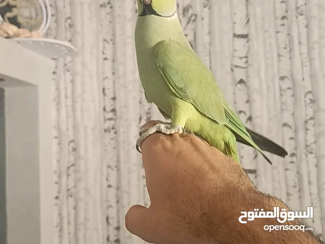 ذكرين درة هندي أخضر وتركواز ذكرين درة هندي أخضر وتركواز ذكرين درة هندي أخضر وتركواز