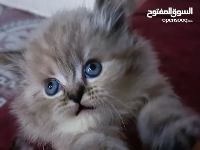 قطط للبيع عدد 4..... 3 صغار مع الام هملايا والصغار هملايا مطعم