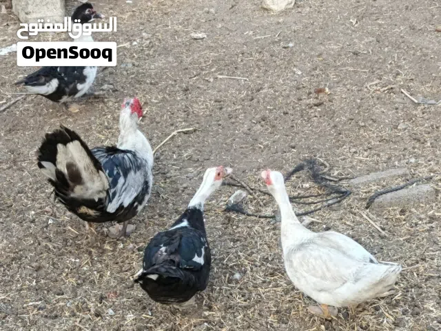 البيع بط مسكوفي اصلي انتاج ما شاء الله 100%