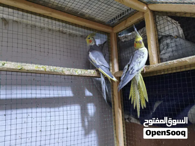 زوج طير كوكتيل بعمر السته اشهر