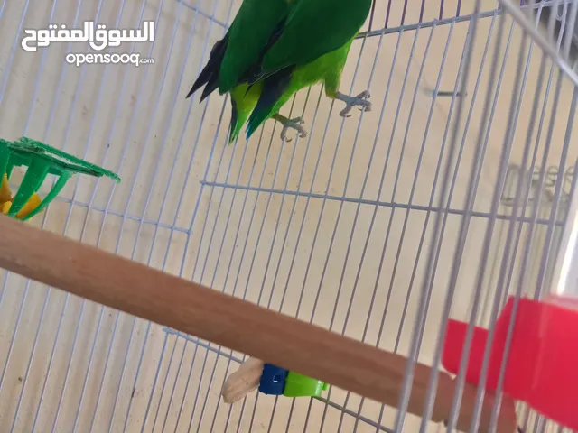 فراخ زق يدوي