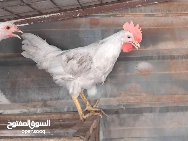 ديك ايطالي نوع ليغهورن سعر 15 الف