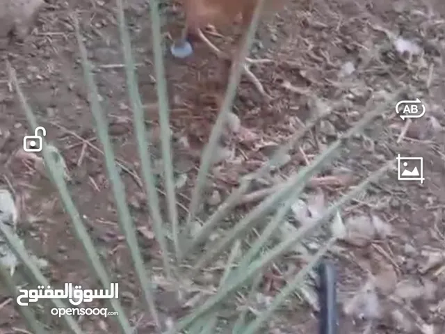 دجاج باكستاني للبيع ودجاج فرنسي