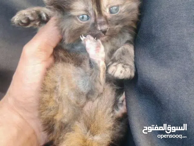 توصلو مع صاحب رقم