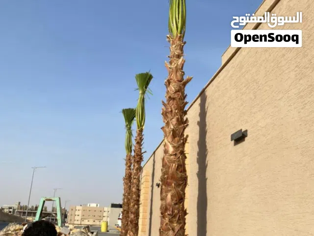 نخيل وشنطني زينه ابو مروحه رقم واحد نوعية ربستا توريد وزراعت نخل واشنطني جميع أنحاء المملكة