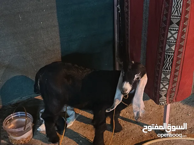 ماعز للبيع