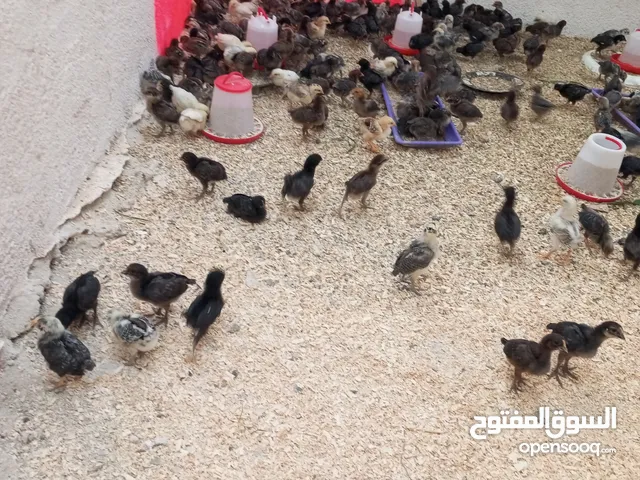 300صوص بلدي وفيومي لوهمان مطروحي عمر 3اسابيع ماخذات مطاعيم صحه ونظافه للبيع