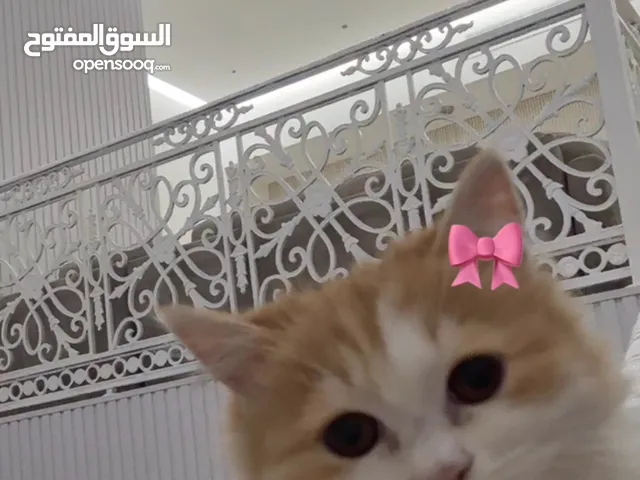 قطه للتبني بدون رسوم
