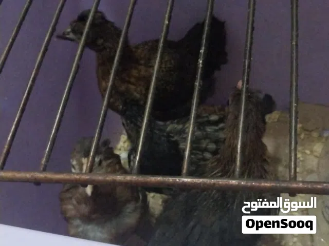 دجاجات صغيره