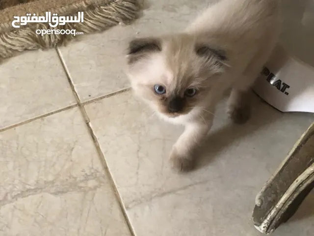 Scottish hamalaya kittens female
