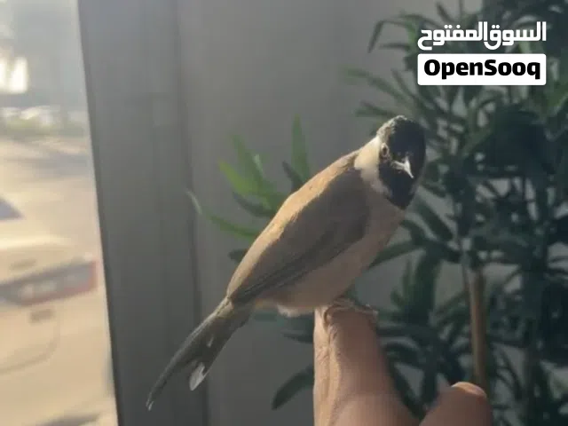 للبيع بلبول بحريني ذكر حجم سوبر جامبو