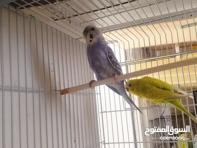 جوز حب شوف الوصف