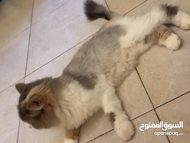 العمر 6 اشهر. اثنثى