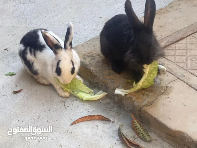 أرانب هولندية للبيع