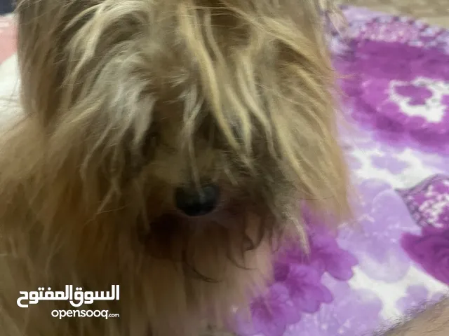 مالتيز انثي
