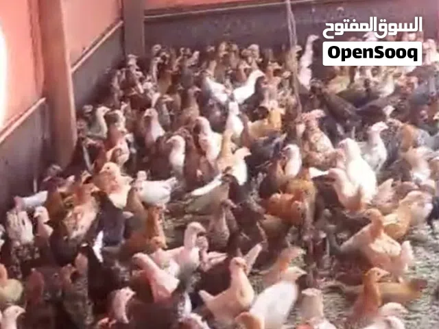 دجاج عماني للبيع