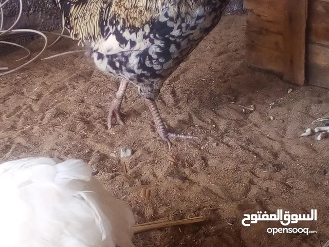ديك عربي فولي غليض للبيع او تبديل