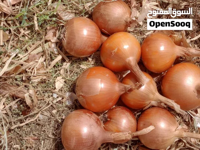 بصل المغربي من النوم صيفية