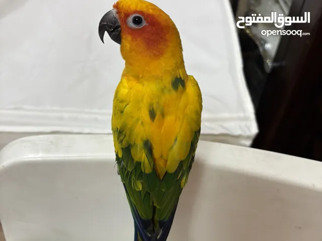 طير صن كنيور