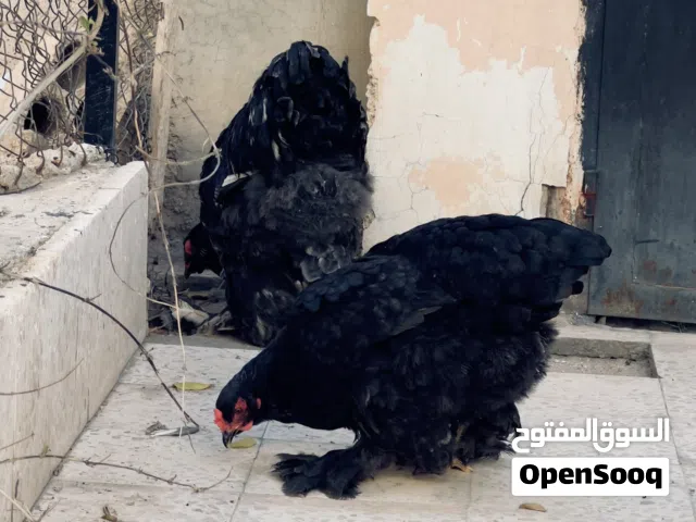 دجاج براهمة