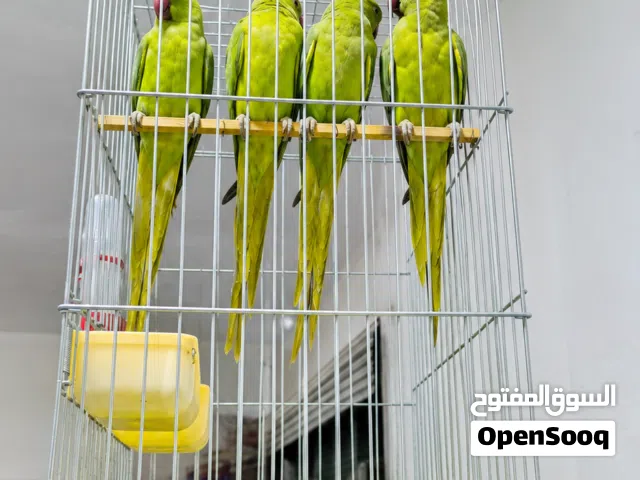 مطلوب ببغاء الدرة