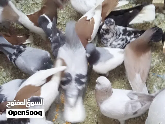 متوفر طيور قطعه كامله