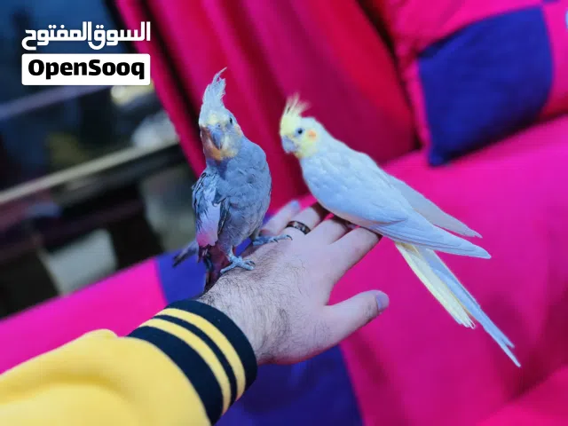 عصافير كوكتيل