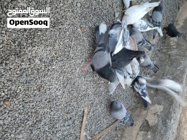 حمام عادي وباكستاني للبيع صغير وكبير