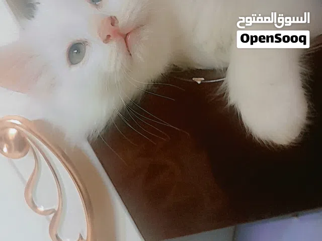 قط عمر شهرين