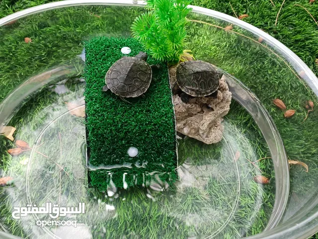 زوج سلاحف. برمائية