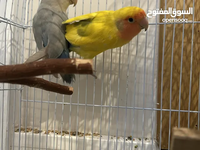 ببغاء روز أليف للبيع – إنتاج سابق – مع قفص وبياضه