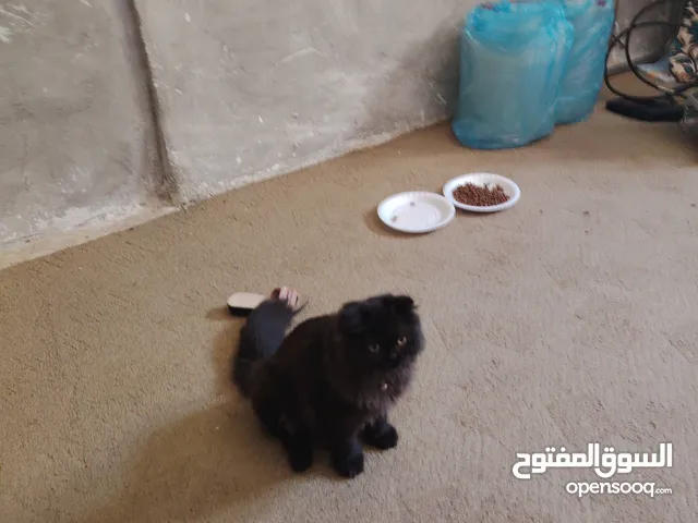 قطة أنثى للبيع هملايا
