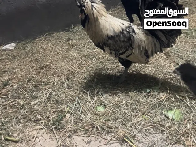 ديج بالوني