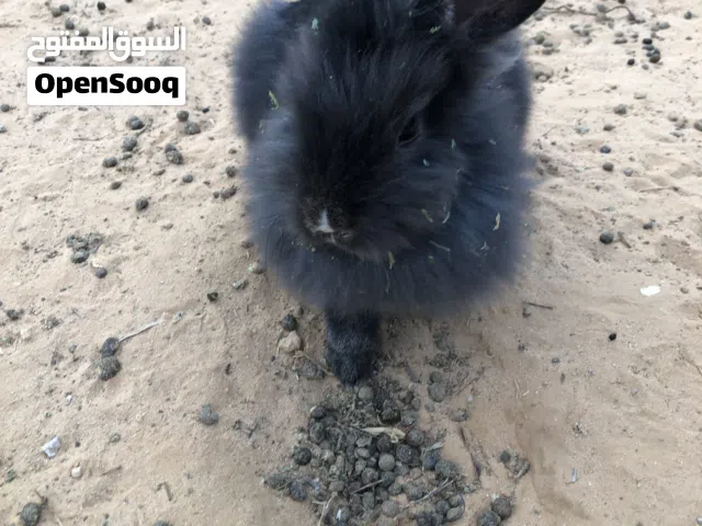 ارانب هجين ودم صافي