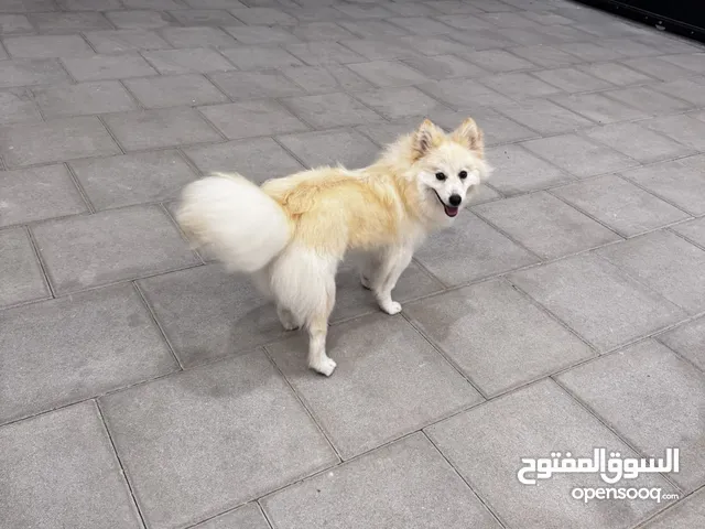 كلبه بومسكي