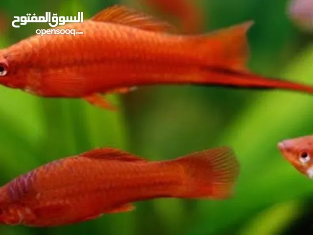 متوفر زوز كوبيات الله يبارك من سمكة ذيل السيفي او سوردتيل من اسماك الوالودة وساهله في تربية.