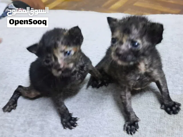 كتنز للتبنيKittens for Adoption