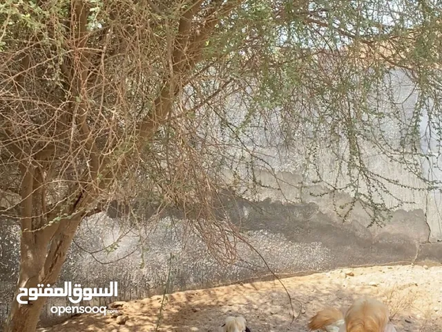 تيس رحبي اصل