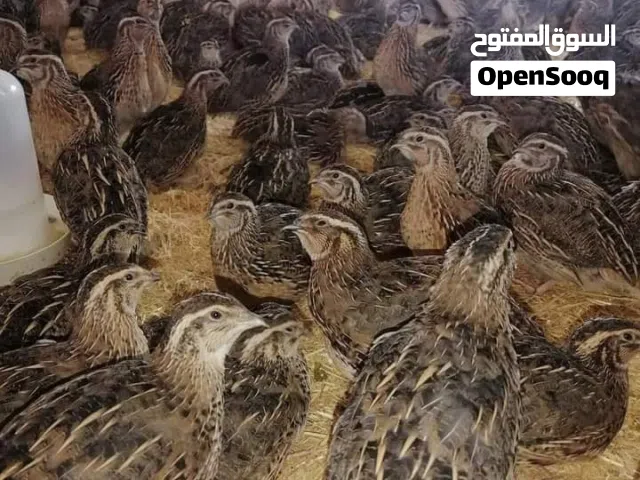 بيض فري سوبر جامبو مخصب