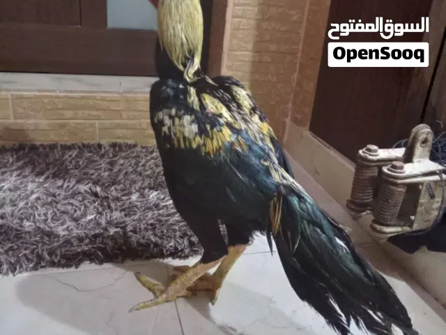 ديج جاوي بورمي