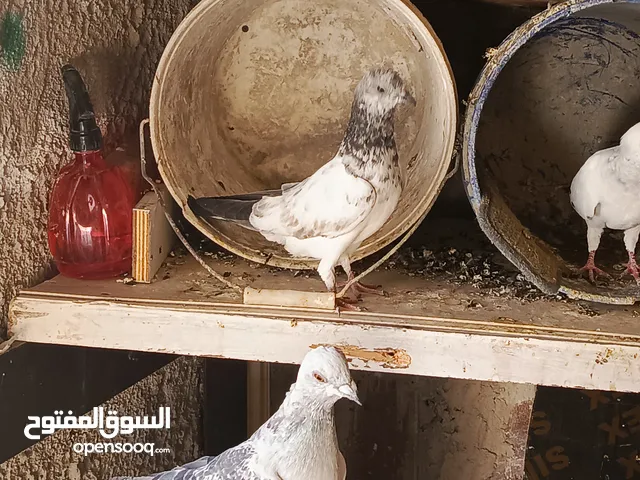 يوجد حمام للبيع جواز وحبات وفراخ