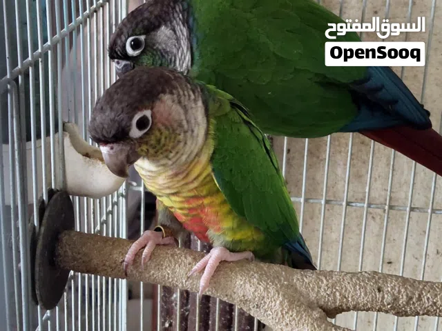 طيور زينة للبيع