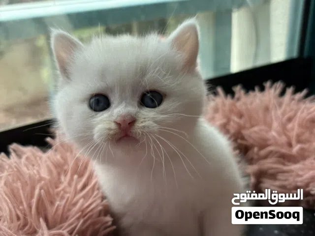 سكوتيش ستريت