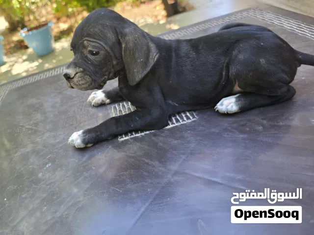 انجلش بوينتر  كلاب صيد