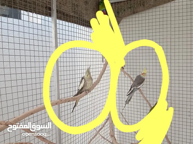 3 Cockatiel 3 كوكتيل