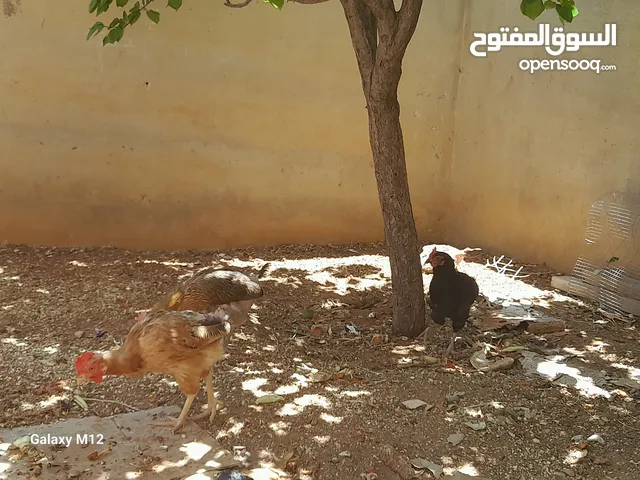 دجاج بلدي للبيع بياض