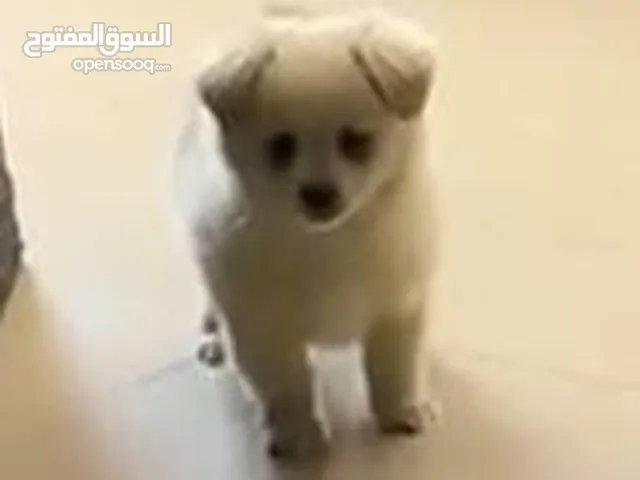 كلب برمينان عمره 11 شهر
