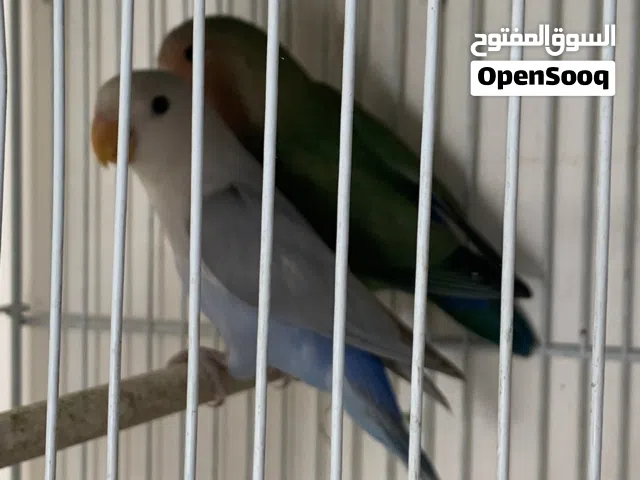 كوبية بركديلو الله يبارك نص ترويض وذكر فرادي