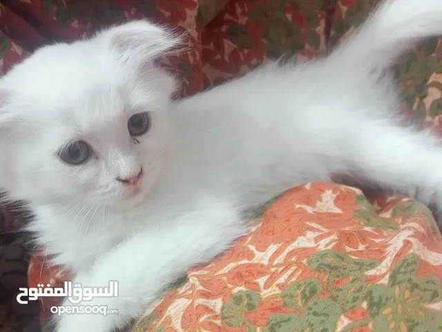 بس اسكوتش انثى