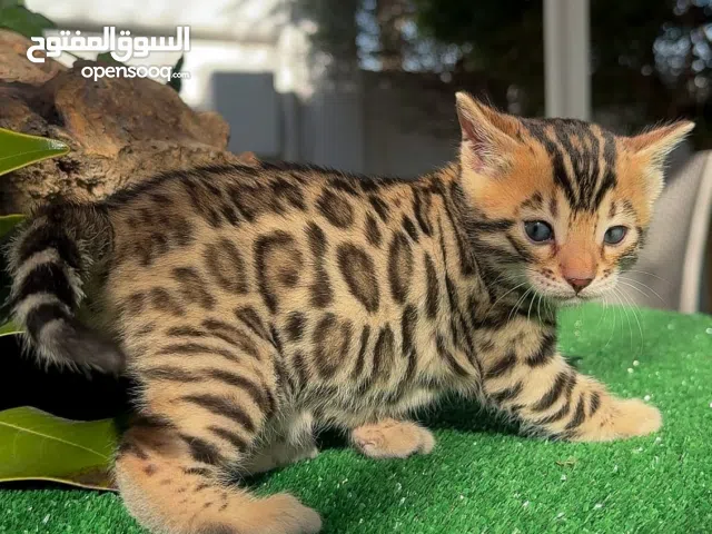 pure breed Bengal